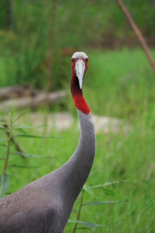 Red and Gray Animal on Green Grass
