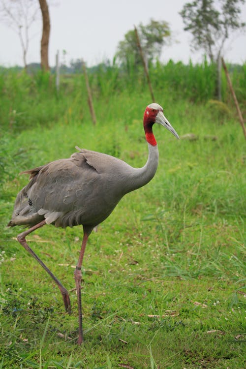 Red and Gray Bird on Green Grass Field