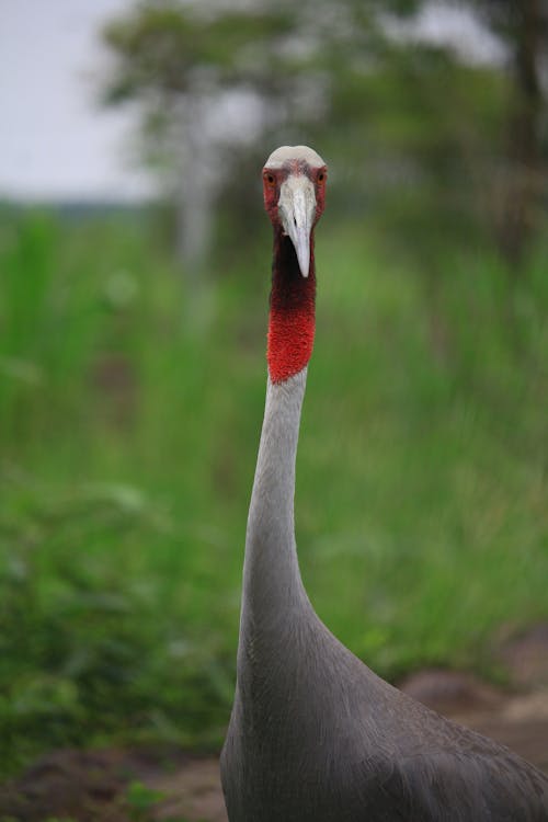 Close-Up Shot of a Sarus Crane
