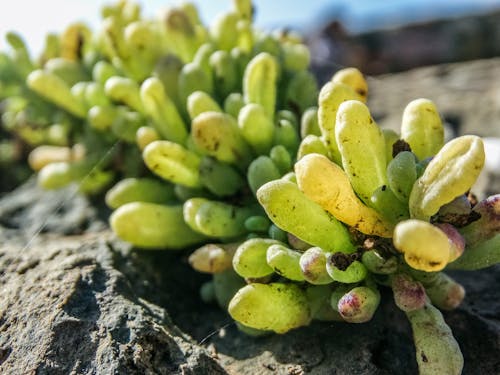 Δωρεάν στοκ φωτογραφιών με hojas, naturaleza, rocas