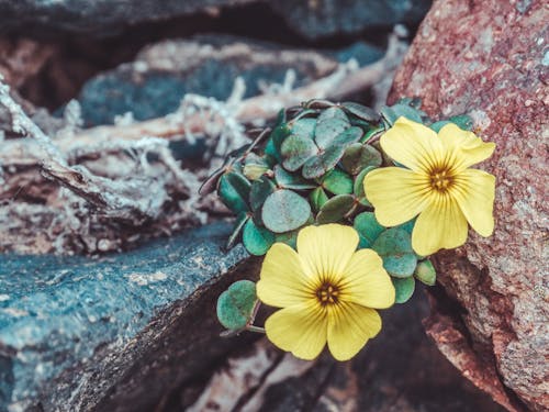 Δωρεάν στοκ φωτογραφιών με flor, naturaleza, rocas