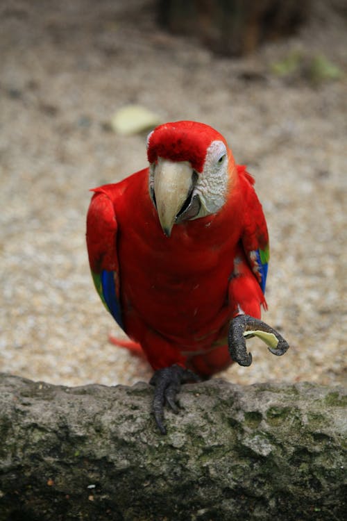 Scarlet macaw, Ara macao, macaw