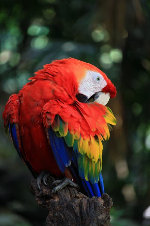 Macaw Parrot in Close Up