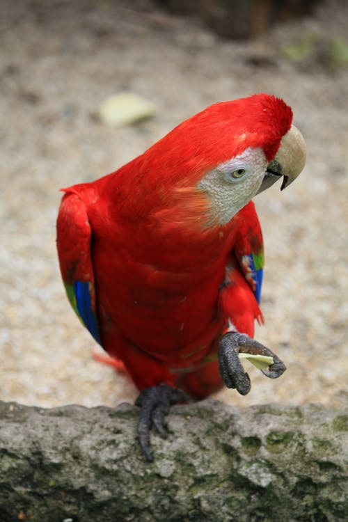 Scarlet macaw, Ara macao, macaw