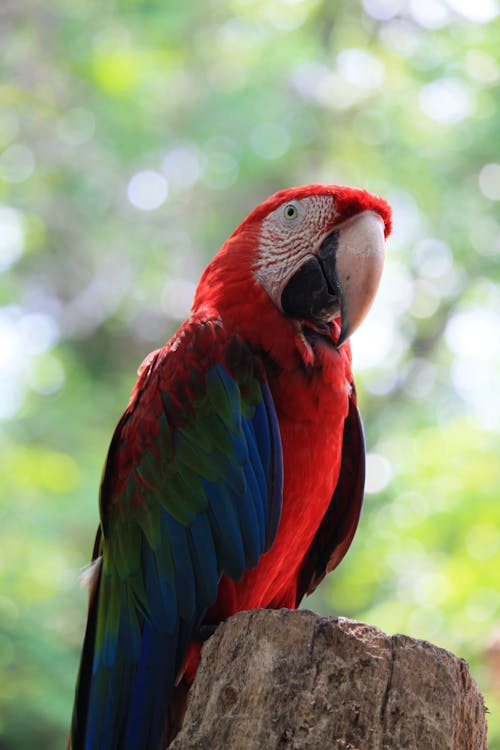 Close-Up Shot of a Scarlet Macaw Perched on a Tree Branch