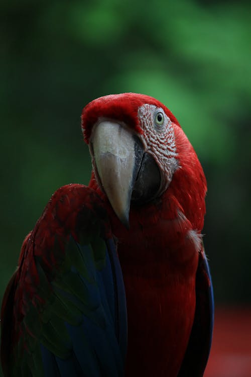 Close-Up Shot of a Scarlet Macaw 