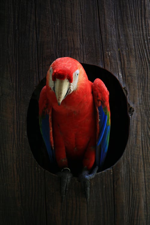 Close-Up Shot of a Scarlet Macaw 