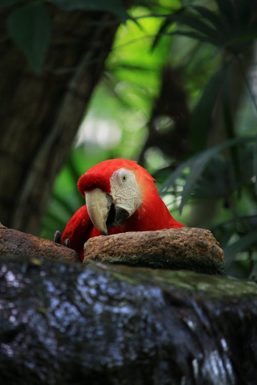 Close-Up Shot of Red Bird Perched on Tree