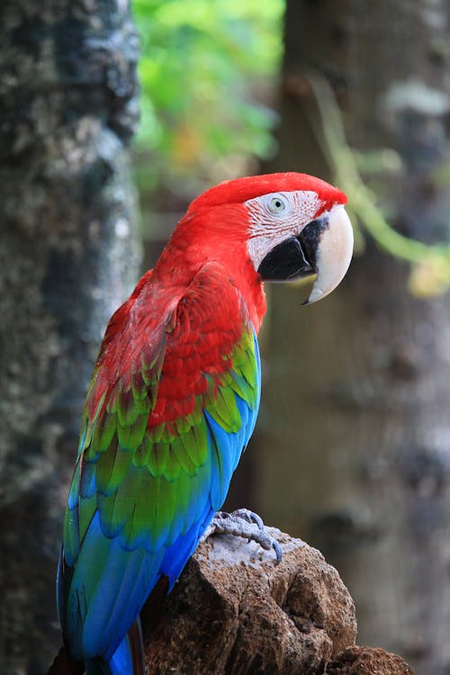 Close-Up Shot of a Scarlet Macaw Perched on a Tree Branch