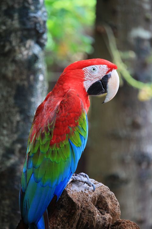 Free Close-up of a vibrant scarlet macaw perched on a branch in Thailand, showcasing its vivid colors. Stock Photo