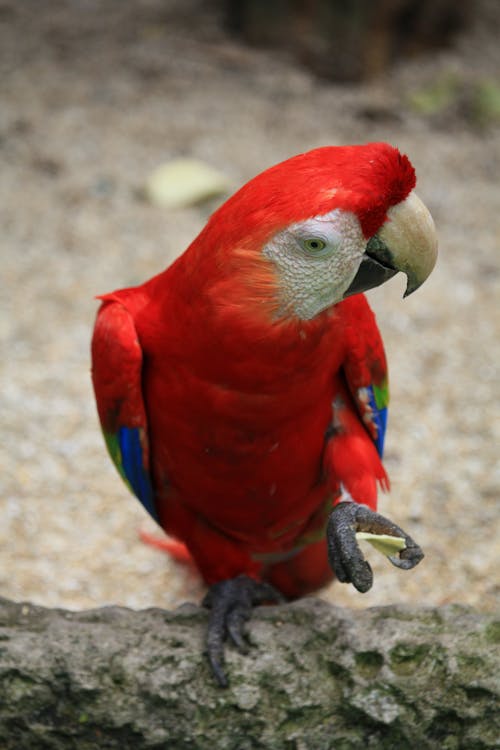 Scarlet macaw, Ara macao, macaw