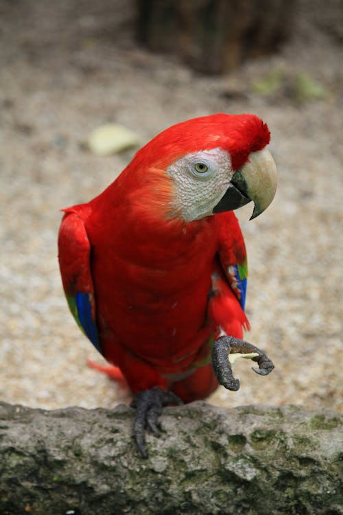Gratis lagerfoto af Ara, ara macao, scarlet macaw