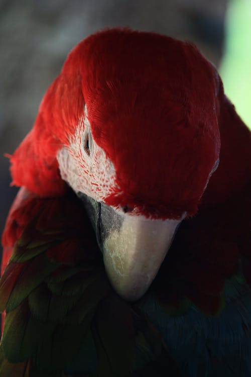 Scarlet macaw, Ara macao, macaw