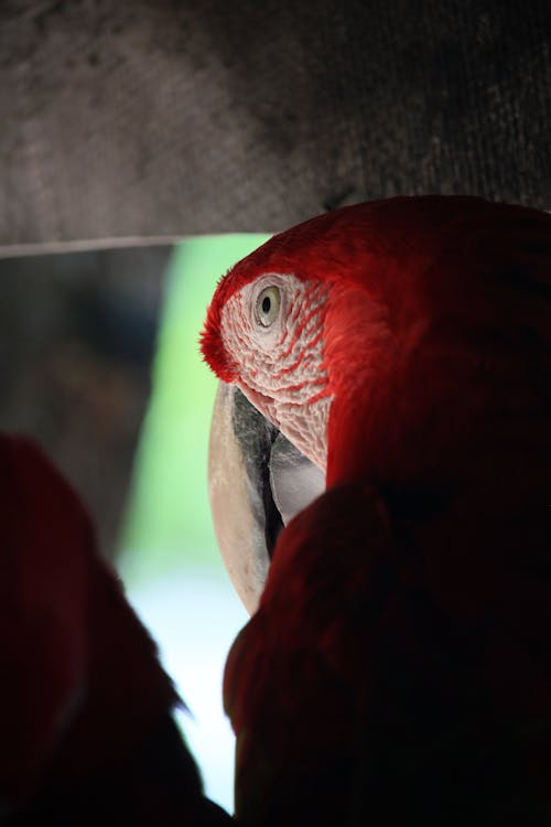 Amerika papağanı, ara macao, kırmızı macera içeren Ücretsiz stok fotoğraf