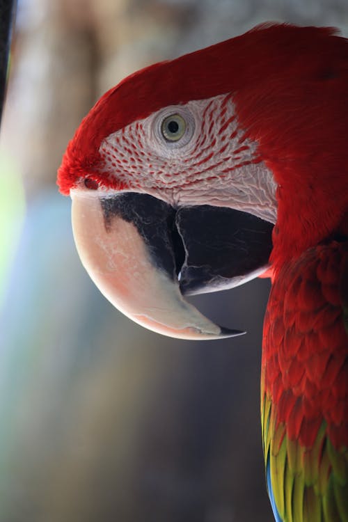 Free Scarlet Macaw in Close-Up Photography  Stock Photo