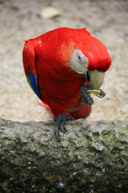Amerika papağanı, ara macao, kırmızı macera içeren Ücretsiz stok fotoğraf