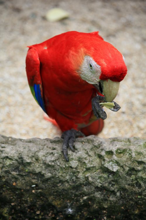 Foto d'estoc gratuïta de ara macao, guacamai, guacamai escarlata