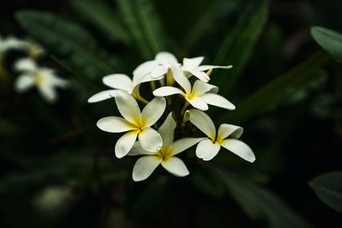 Free Beautiful close-up of white plumeria blossoms with lush green leaves, highlighting their delicate petals. Stock Photo
