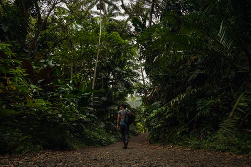 Free A lone hiker with a backpack walks along a lush forest trail surrounded by dense greenery. Stock Photo