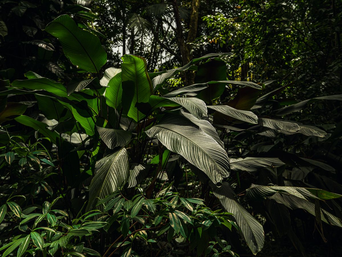 15 Day Authentic Nature Immersion Retreat in Costa Rica 1