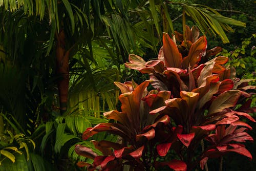Red Tropical Plant in a Jungle 