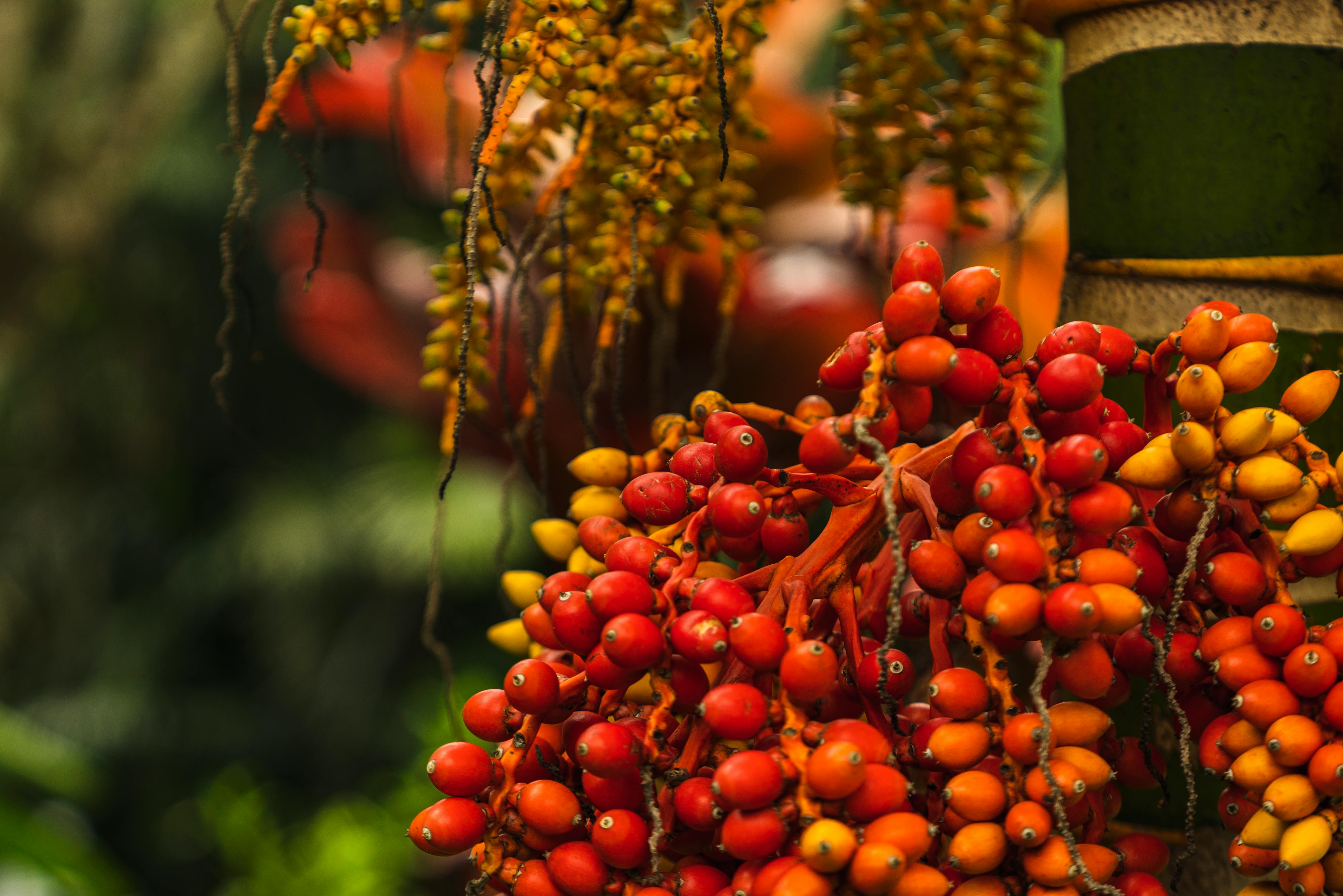 Dates Fruit Photos, Download The BEST Free Dates Fruit Stock Photos & HD  Images