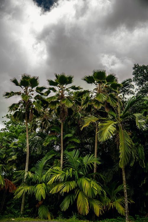 Clouds Above Palm Trees 