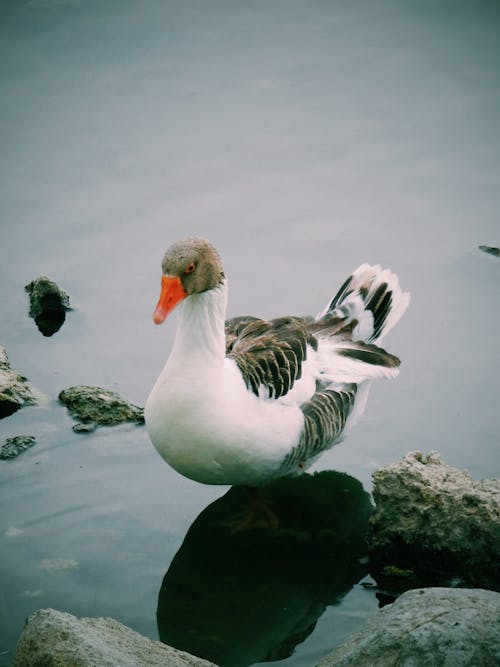 Close-Up Shot of a Goose