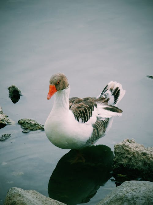 Ingyenes stockfotó állatfotók, anatidae, anseriformes témában