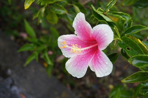 Free Macro shot of a vibrant pink hibiscus with dewdrops, highlighting natural beauty. Stock Photo