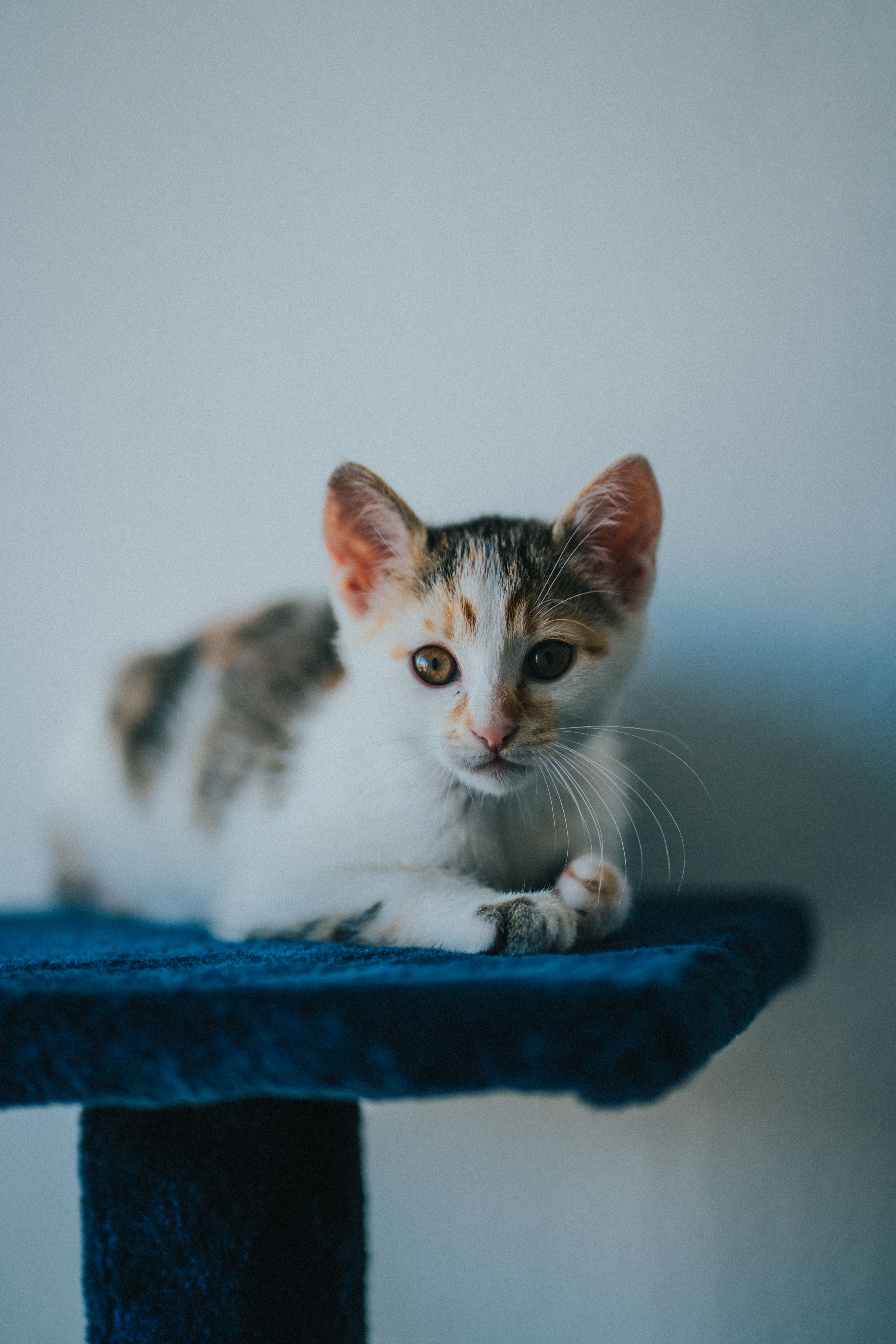 Arranhador para Gatos