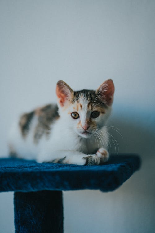 Close-Up Shot of a Kitten