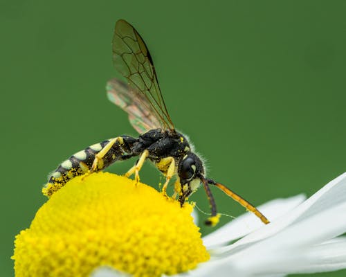 Gratis arkivbilde med bie, blomst, insekt Arkivbilde