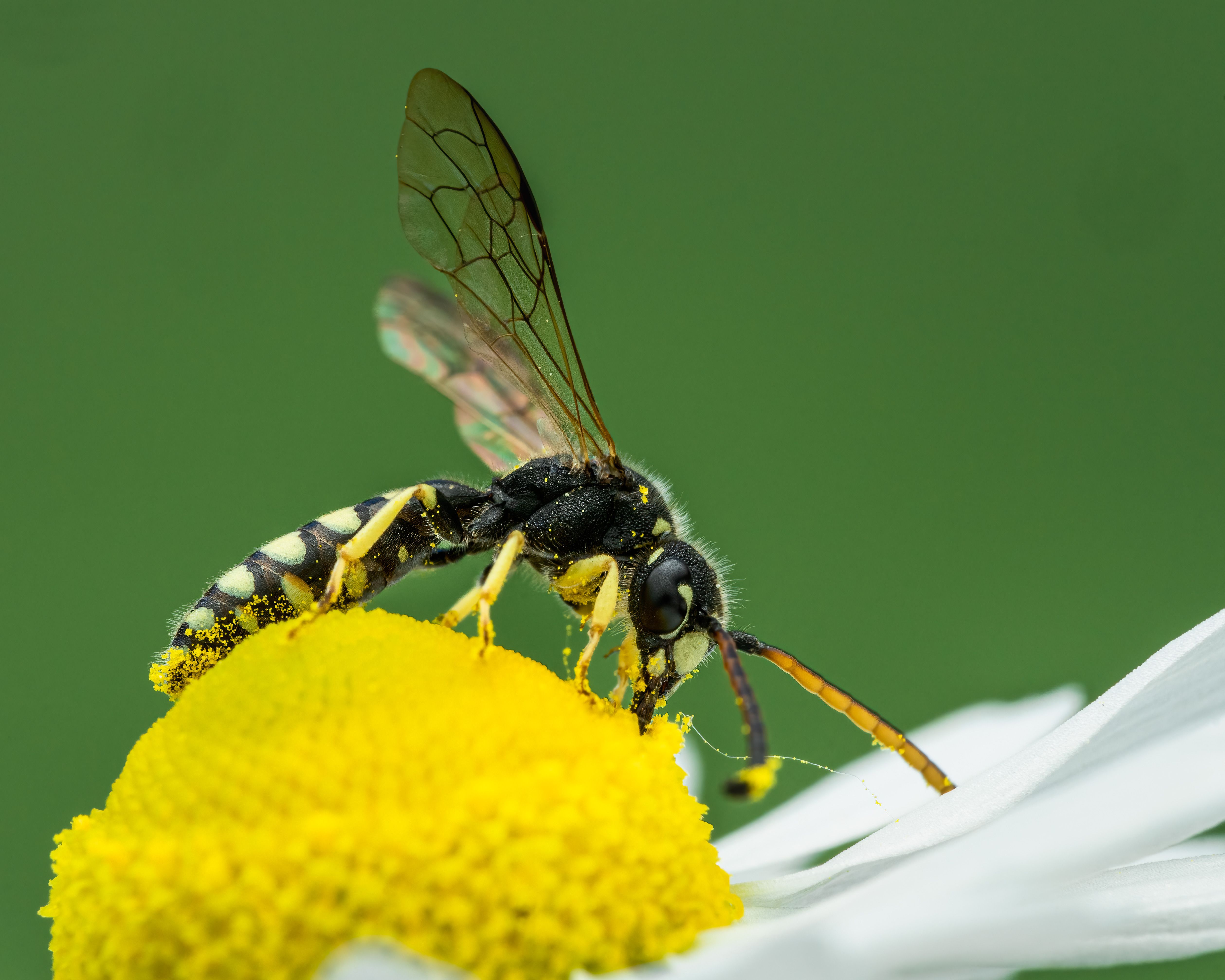 A Bee Pollinating a Flower · Free Stock Photo