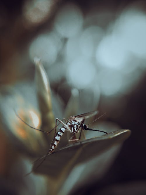 Close-Up Shot of a Mosquito