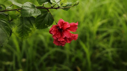 무료 꽃이 피는, 나뭇잎, 식물의 무료 스톡 사진