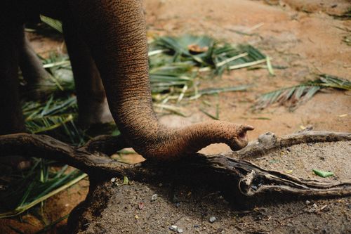 Free A detailed close-up of an elephant trunk resting on a branch in a natural setting. Stock Photo