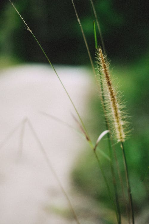 Darmowe zdjęcie z galerii z natura, pionowy strzał, roślina