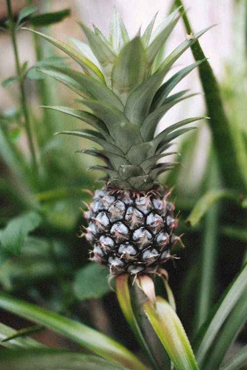 Ilmainen kuvapankkikuva tunnisteilla ananas, kasvi, lähikuva Kuvapankkikuva