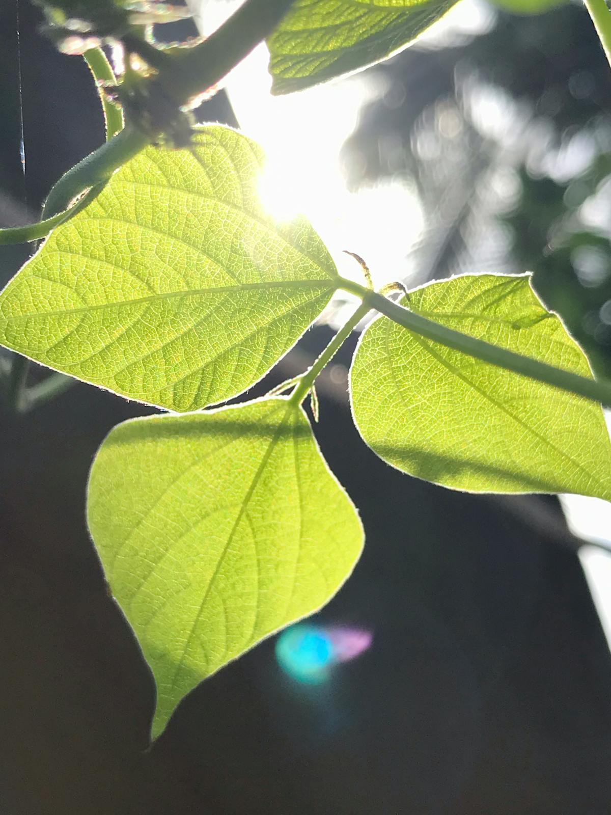 Fast bowler delivering the ball under lights in a cricket stadium