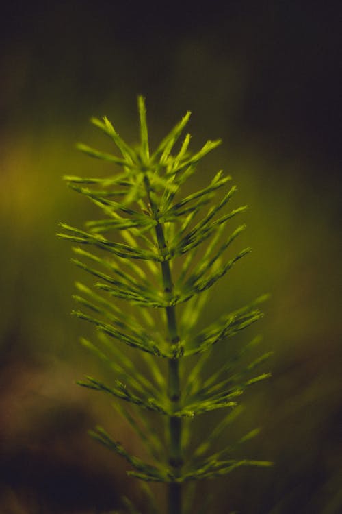Free stock photo of grass, green