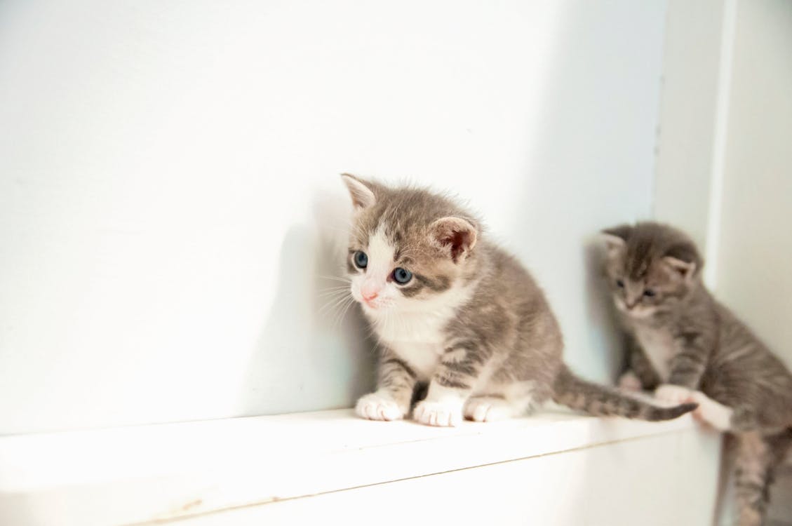Free stock photo of babies, grey, kittens