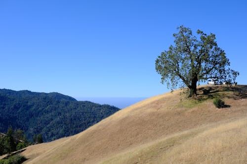 Darmowe zdjęcie z galerii z big sur, drzewo, kalifornia