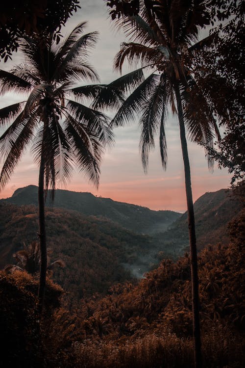 Kostenloses Stock Foto zu kokosnussbäume, natur, palmen