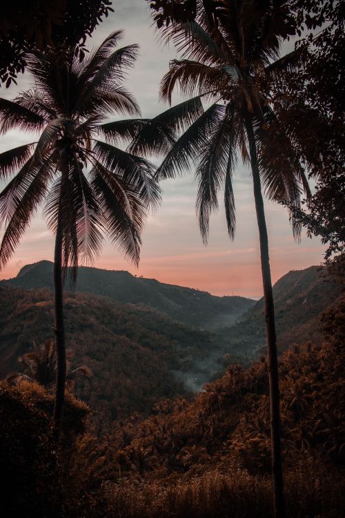 Free Peaceful tropical landscape featuring coconut trees at sunset, capturing a stunning view. Stock Photo