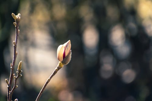 White and Pink Flower Bud in Tilt Shift Lens