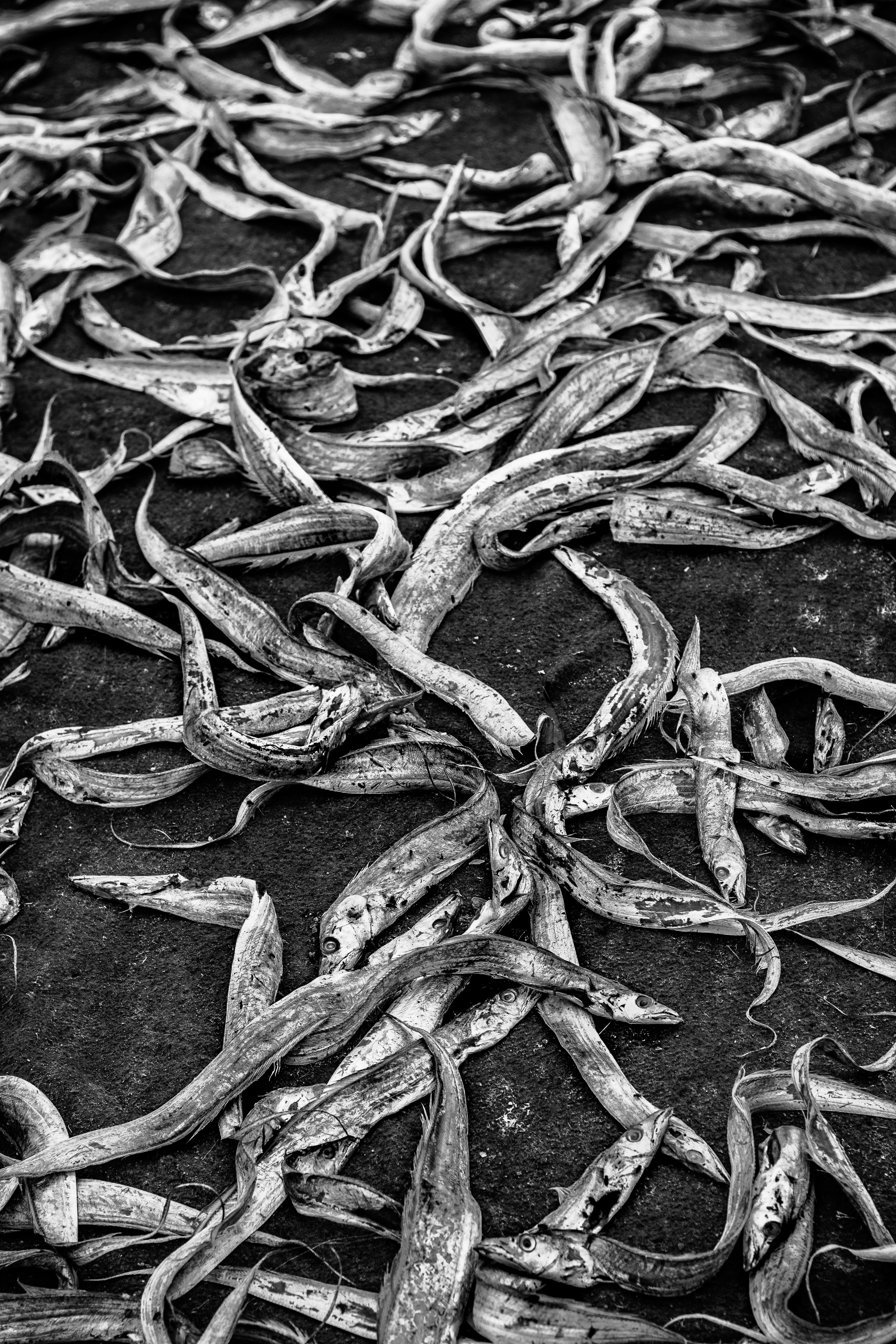 dead fish foamposite