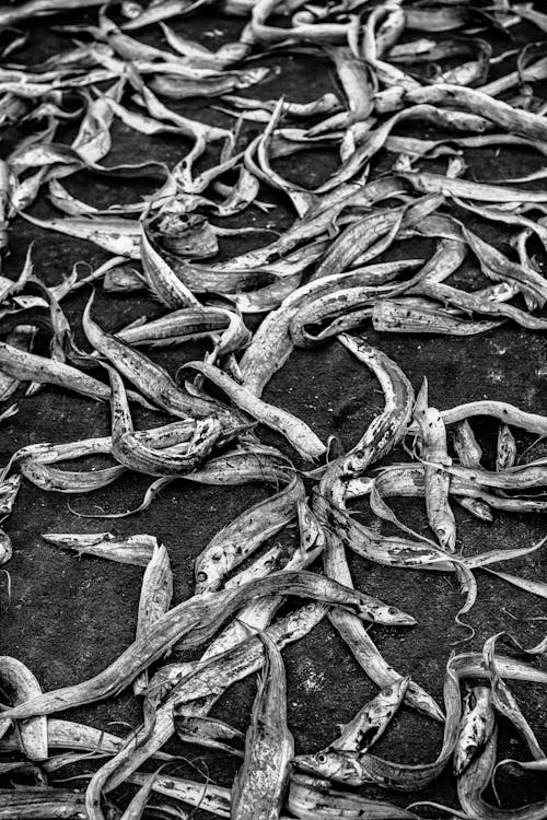 Grayscale Photo of Dead Fish on the Sand 