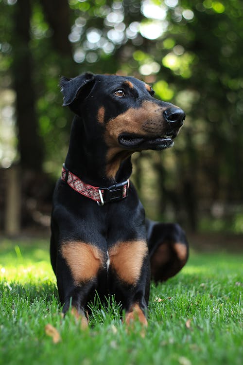 Foto d'estoc gratuïta de adorable, animal, bufó