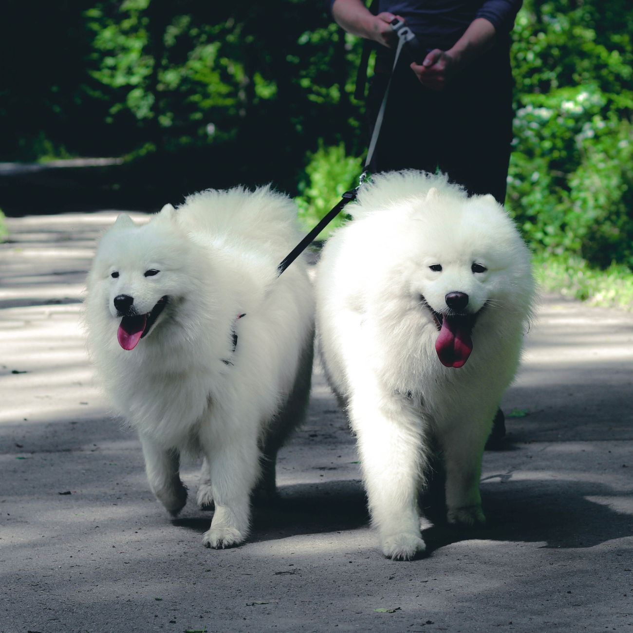 Two fluffy Samoyed dogs on leashes enjoying a walk outdoors in lush greenery.